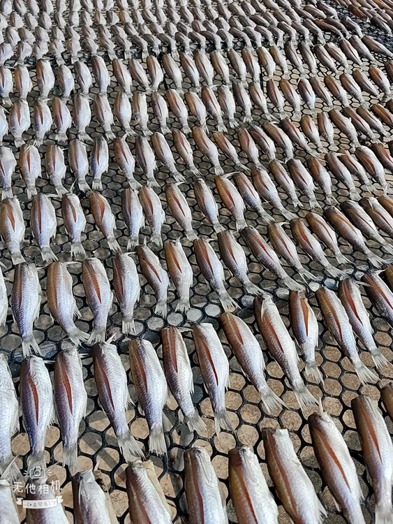 湛江外罗本港虫鱼干