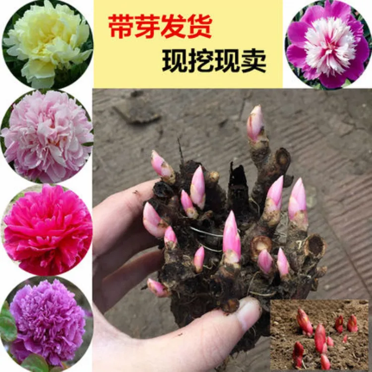 【新疆包邮】芍药花苗花根带芽种根耐寒四季易成活浓香芍药花根商品图