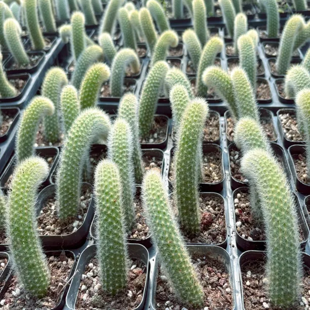 长毛九尾狐多肉植物无砍头单头扦插苗长度10-15厘米窗台盆栽绿植