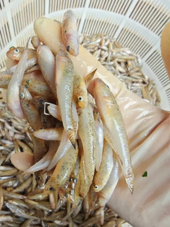 5斤顺丰包邮/广西野生小黄鱼趴地虎笋壳鱼山坑鱼狗肉鱼