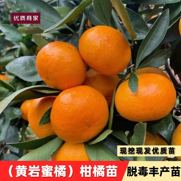 黄岩蜜橘树苗南北方庭院地栽柑橘苗大树盆栽嫁接带土桔子当年结果