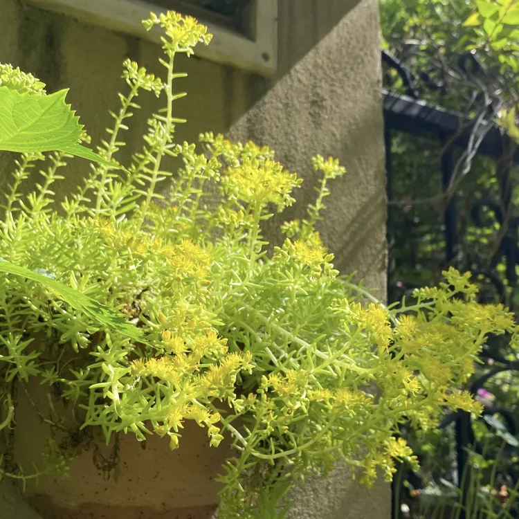 【两盆装】佛甲草盆栽室内室外易养庭院阳台新手易养护植物