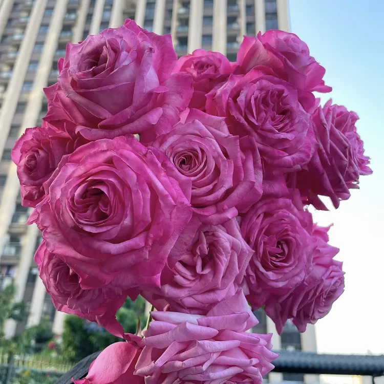 桃灼蓝天大花浓香月季四季开花庭院阳台盆栽地栽植物好养庭院绿植