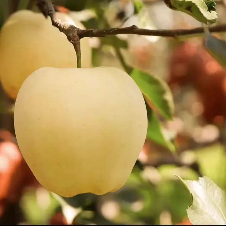 河南灵宝寺河山黄元帅金苹果适合老人小孩放面了吃