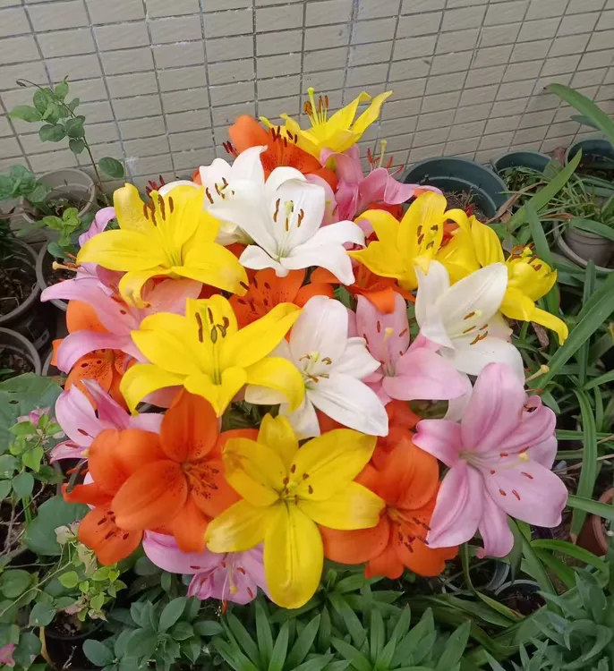 （带花芽）进口百合种球带根芽庭院阳台花卉浓香型