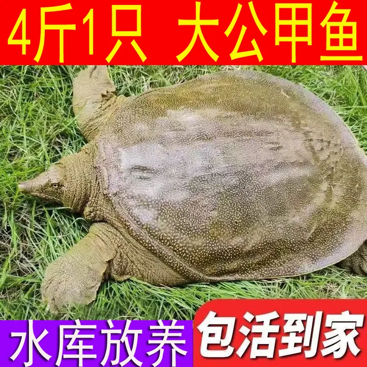 【鲜活发货，包活送到】4斤1只 公甲鱼 新鲜活大甲鱼水鱼团鱼中华鳖