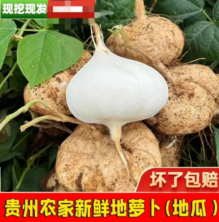 【贵州地萝卜】贵州黄泥沙种植地萝卜现挖现发脆嫩多汁当季水果