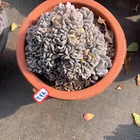 432血精灵 一物一拍多肉