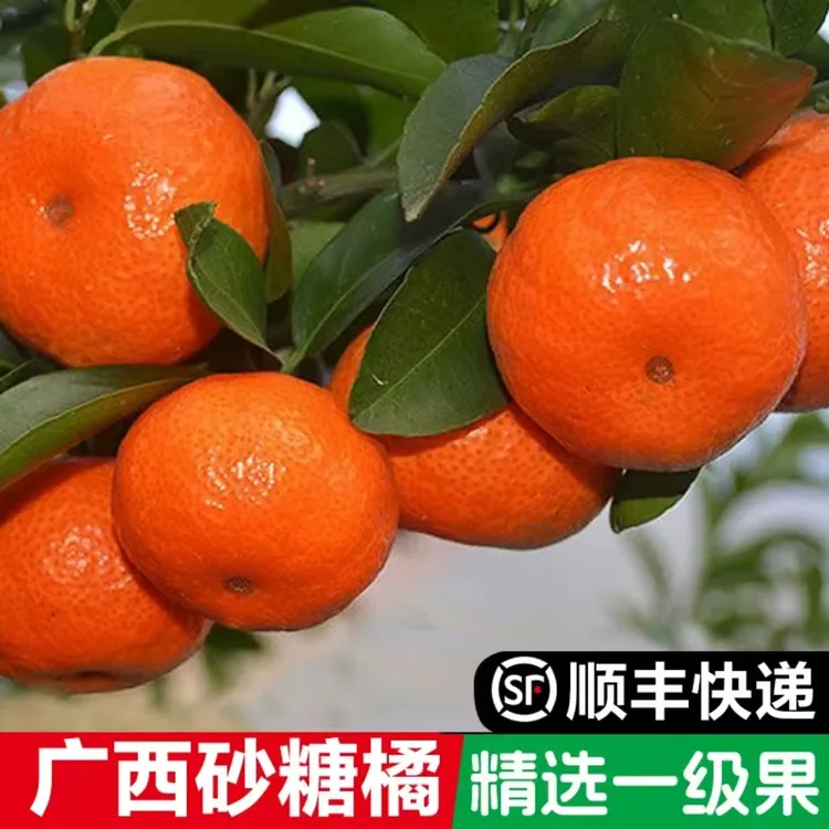 【顺丰发货】正宗广西砂糖橘当季新鲜水果现摘现发精选香甜多汁好果