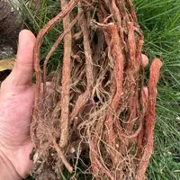 云南土特产  野丹参山货 搭配枸杞