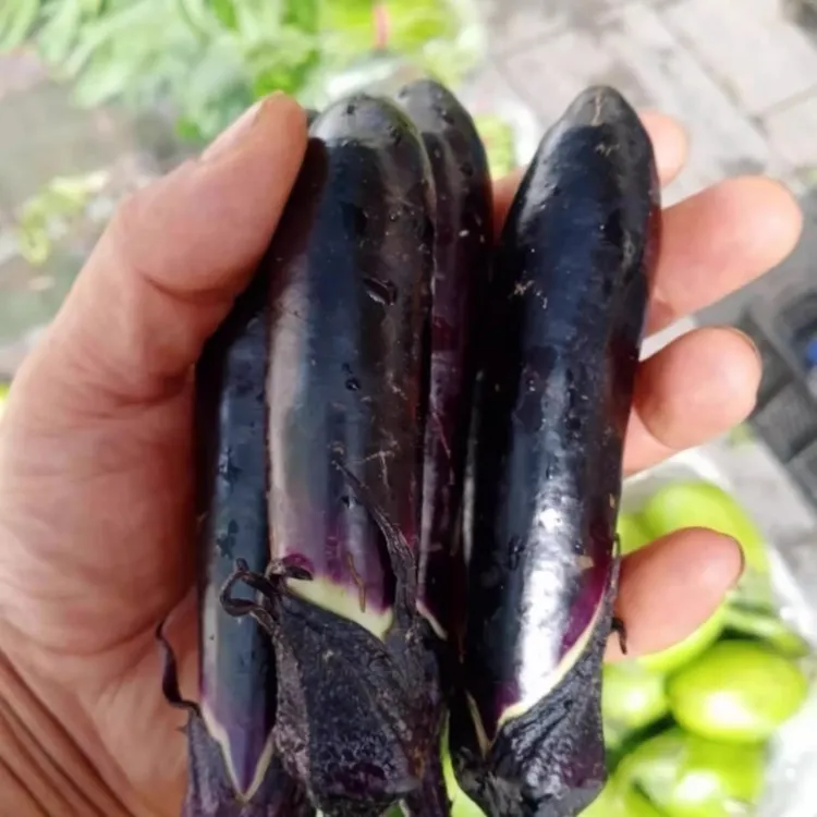 东北特产鲜嫩小紫茄子手掌大小新鲜美味适合蒜茄子烧烤
