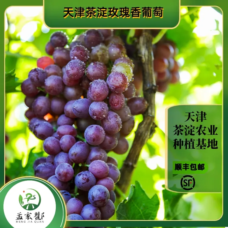 【郑书记推荐】【陆地有籽】【京津冀包邮】茶淀玫瑰香葡萄现摘现发