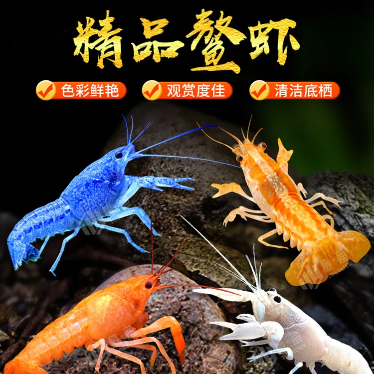 【活体】观赏虾冷水观赏鳌观赏宠物苗活体淡水小龙鳌虾
