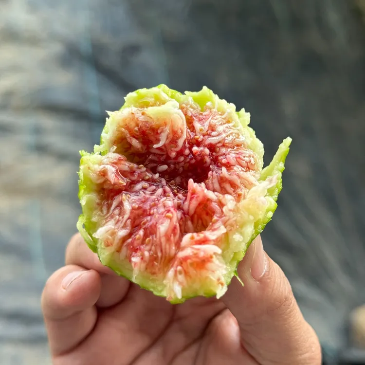 威海青皮无花果 全年口感巅峰时刻 颗颗流蜜齁甜 个大饱满 3斤装