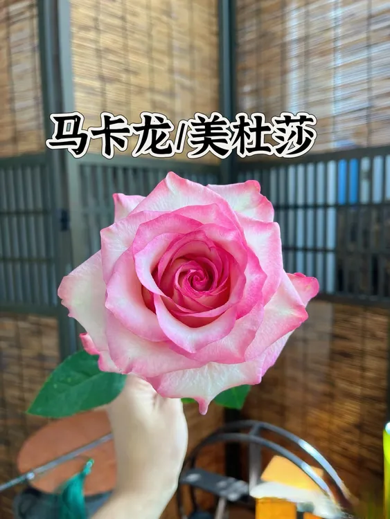 【马卡龙/美杜莎】新品 精选月季 耐开淡香 纯露天高抗实生根接苗