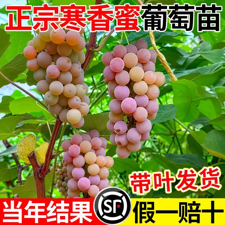 寒香蜜葡萄苗正宗庭院果树果苗盆栽巨峰南北方耐寒种植庭院爬藤