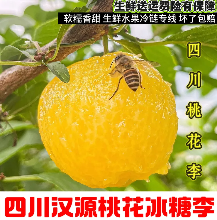 四川汉源桃花李冰糖李3斤软糯香甜水果生鲜冷链包邮