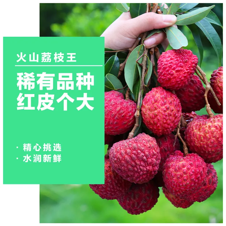 只发川渝&海南荔枝王甜大超大当季孕妇水果整箱