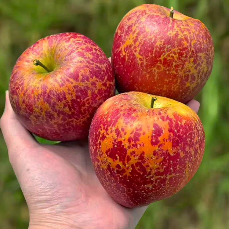 正宗云南昭通冰糖心丑苹果当季新鲜水果现摘脆甜苹果好吃产地直发