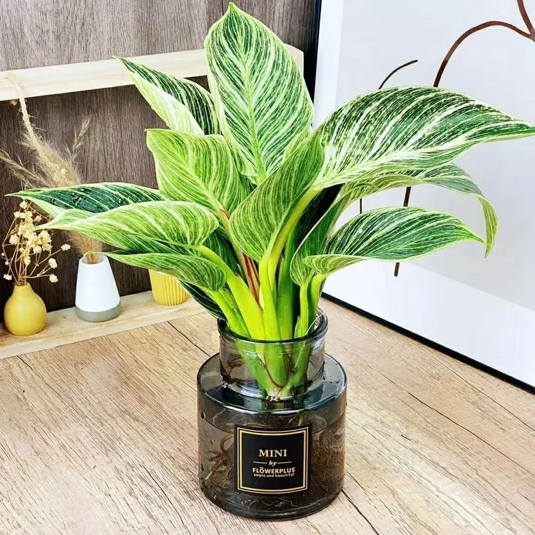 铂金钻水培绿植室内客厅好养植物水养净化空气懒人盆栽