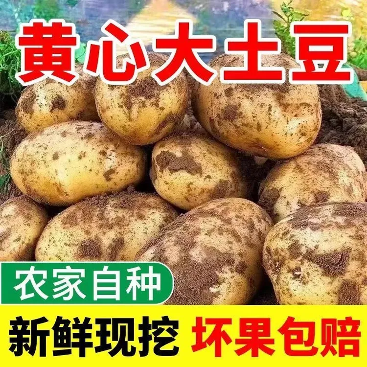 贵州高山现挖黄心土豆洋芋农家自种蔬菜马铃薯