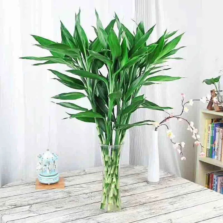 云南直发富贵竹水培植物室内外转运发财好养绿植盆栽