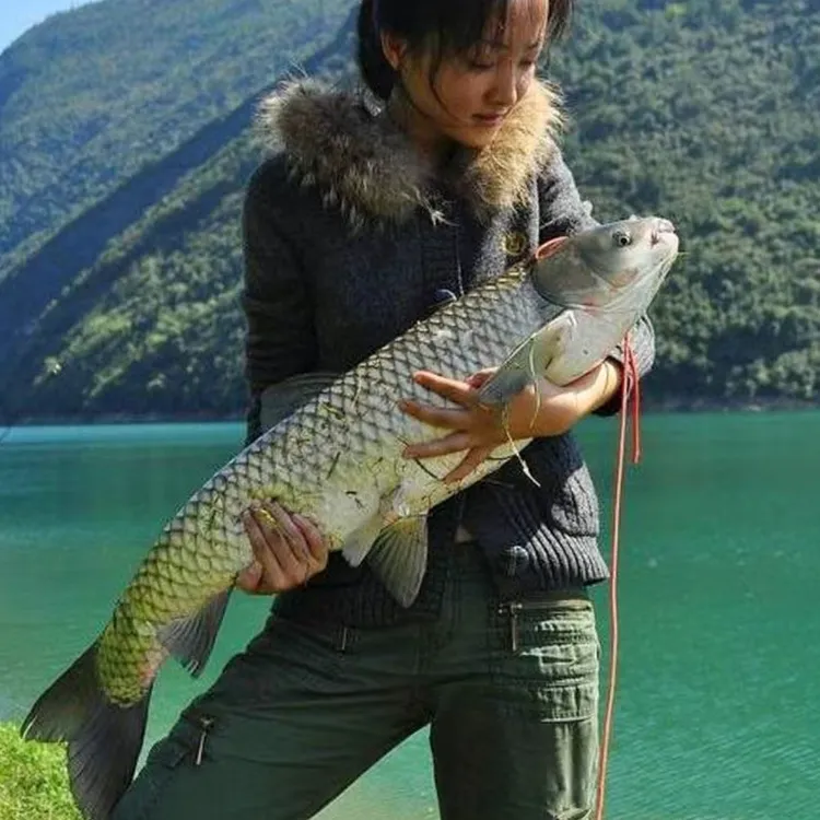 草鱼 草混子 皖鱼 鲩鱼 淡水冷水养殖活体宠物观赏鱼耐受力强