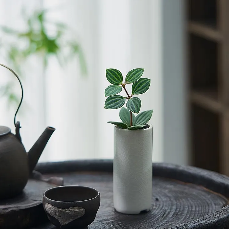 豆瓣绿盆栽指尖迷你盆景室内客厅绿植花卉桌面茶宠办公室好养植物