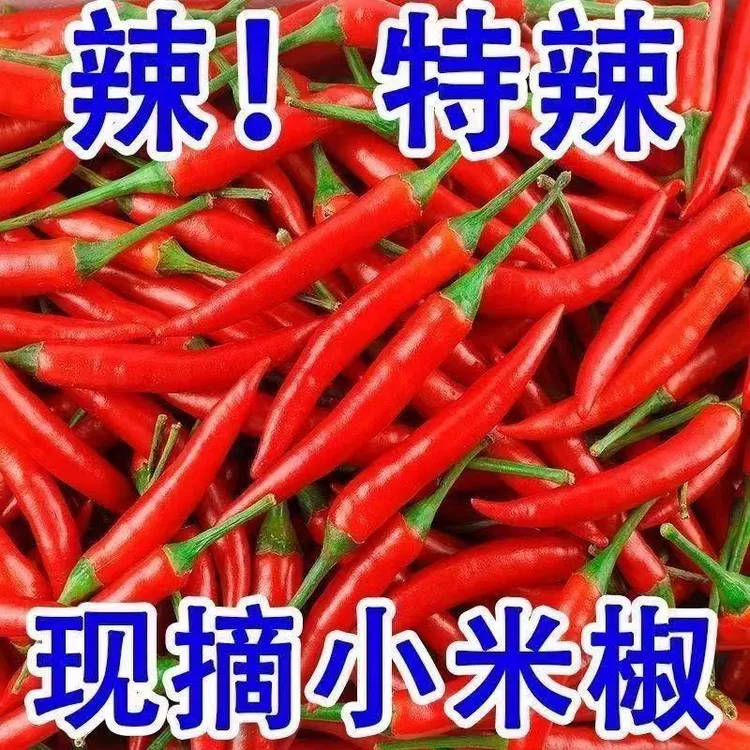 云南新鲜小米辣椒朝天椒特辣红辣椒指天椒薄皮小米椒农家自种蔬菜