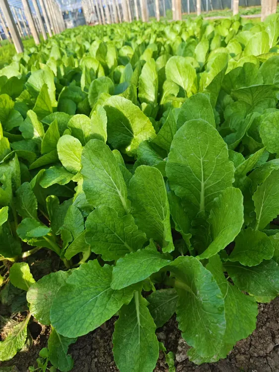 刘姐家自种小白菜（零下7℃以下勿拍，不包冻）