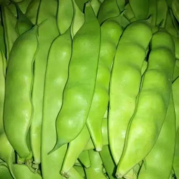 东北正宗油豆角新鲜现摘开锅就烂农家种植蔬菜