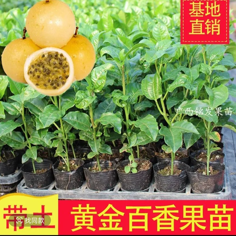 黄金百香果树果苗黄金纯甜黄金四季不断结果包邮南方带土当年结果