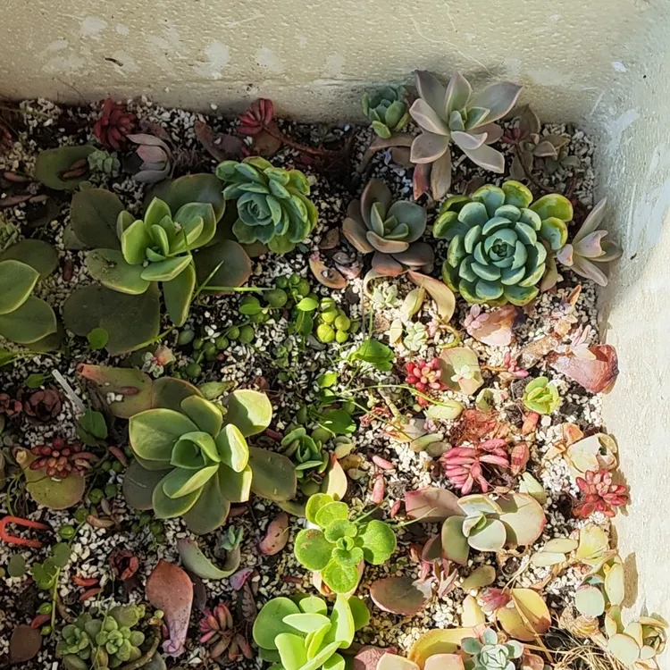 20张10个随机品种1cm至10cm大小 不包活不售后有根或无根全国包邮