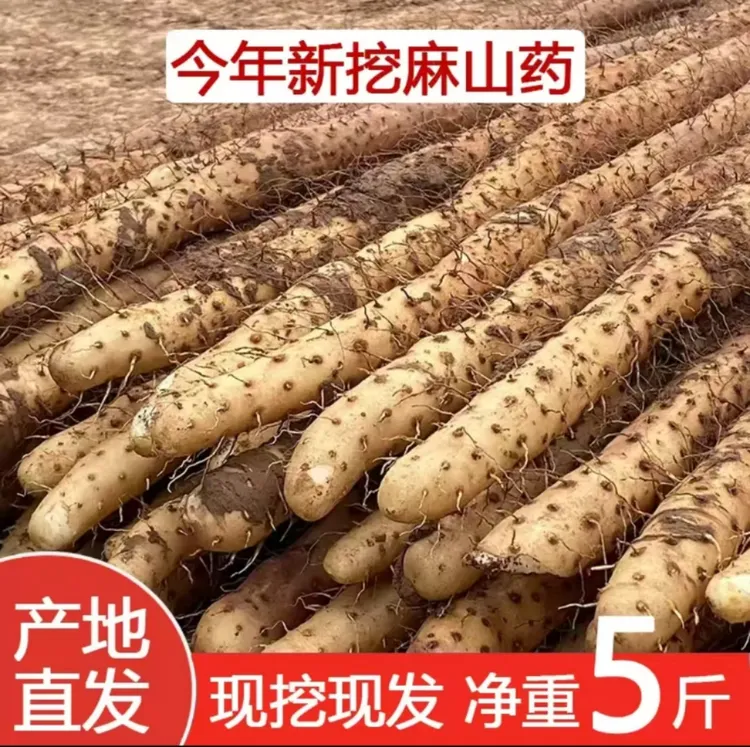 河北蠡县正宗铁棍山药新鲜现挖营养农家菜特大粉糯甘香特产店