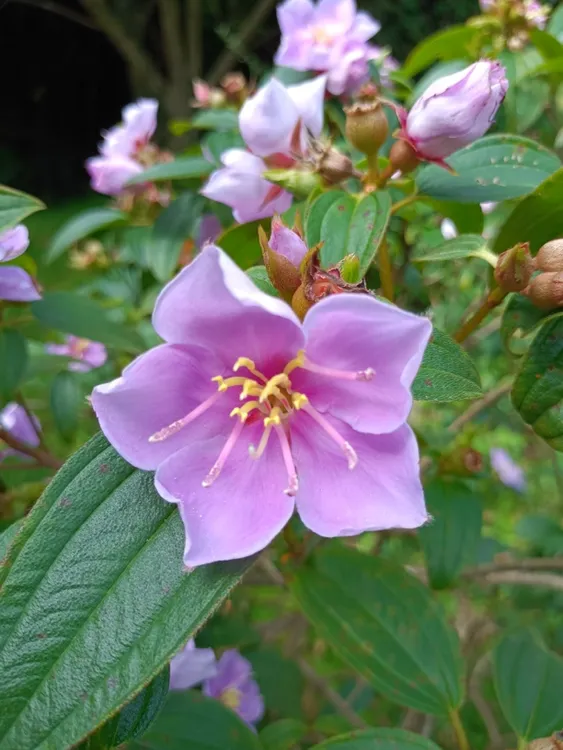 粉色紫色野牡丹盆栽四季开花适合阳台庭院