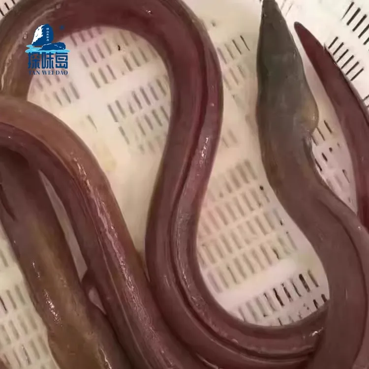 福建东山岛特产海捕正宗土龙杜龙青鳗鱼食蟹豆齿鳗波露豆齿鳗鲜冻