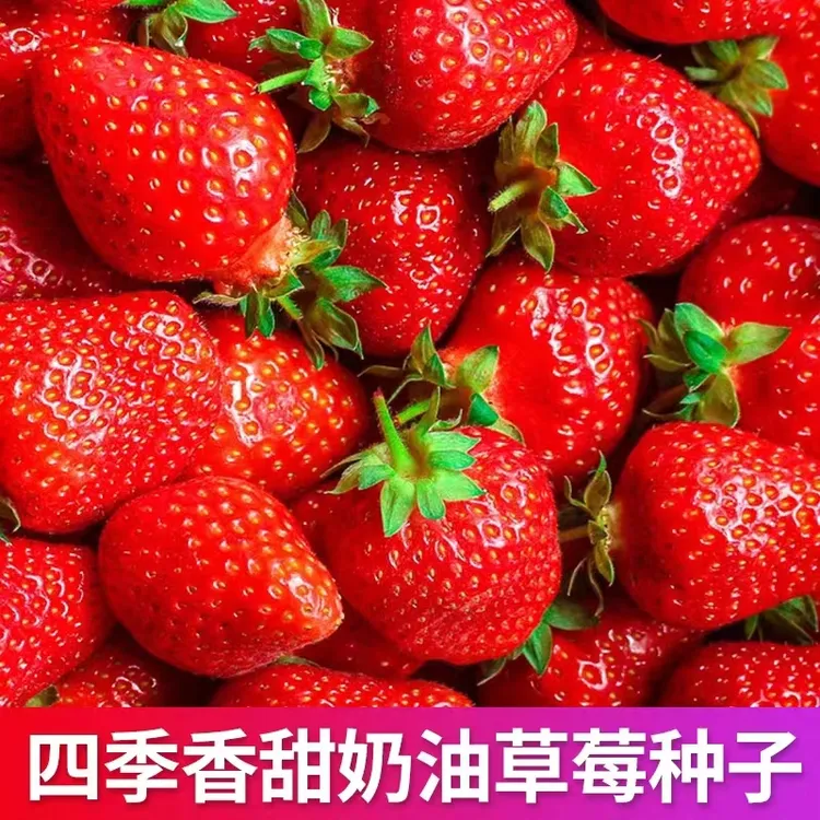 四季红草莓种子奶油草莓种子白草莓种子阳台盆栽播种四季蔬果种子