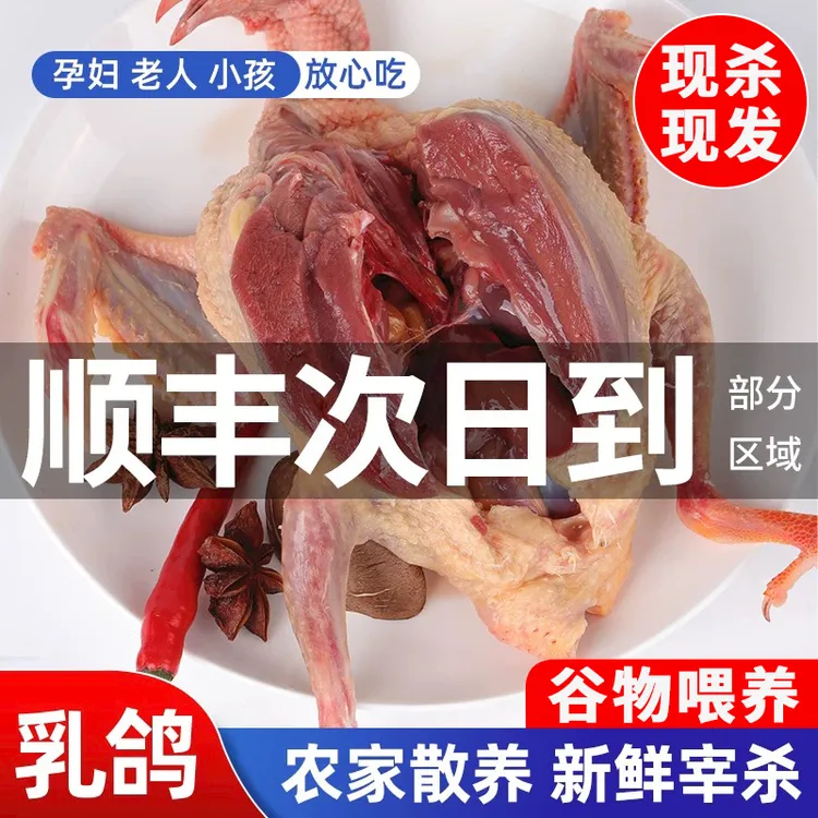 乳鸽子新鲜现杀鲜活生鲜鸽子农家散养土鸽子速冻煲汤批发