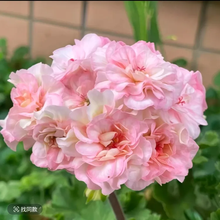 【马赛】半兽天竺葵大花球耐热矮株勤花