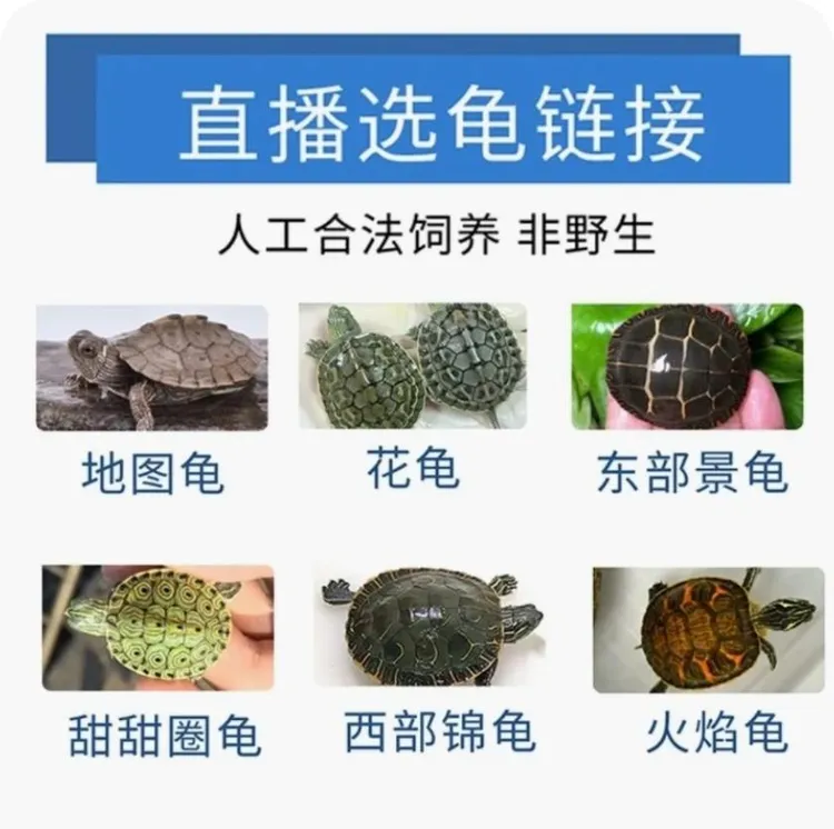 (萌宠精选)直播选龟外塘活体乌龟巴西龟变异巴西龟地图等宠物龟
