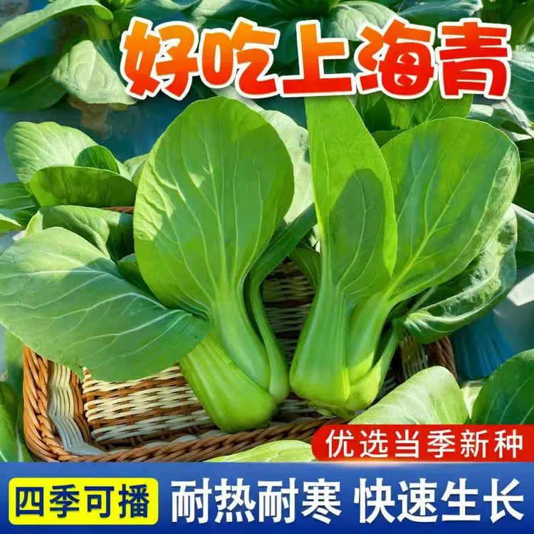 【zs】厂家正品绿娜青梗菜四季上海青种子耐热耐寒阳台大田种植