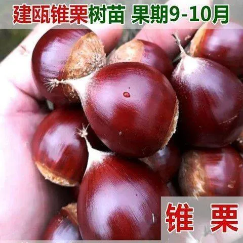 嫁接板栗树苗 小果板栗苗 建瓯锥栗苗特大南方北方种植地栽榛子苗