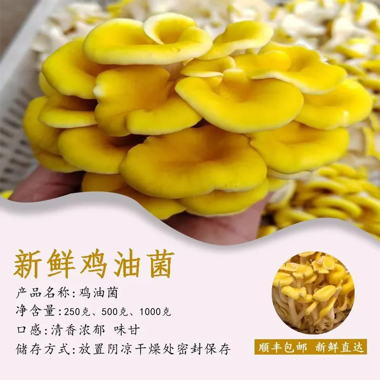 秋贴膘【顺丰包邮】新鲜榆黄蘑黄金菇火锅烹煮佳品顺现摘现发鸡油菌
