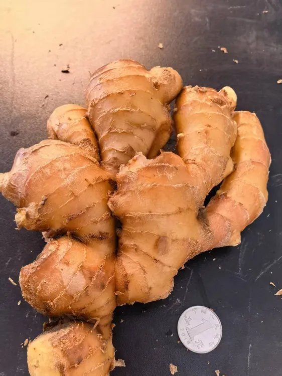 皖北大黄姜农家自种窖藏精选大果鲜姜生姜生吃姜