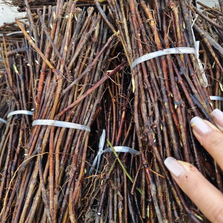 高产量改良大叶何首乌苗何首乌新鲜成活率高何首乌藤蔓苗小苗