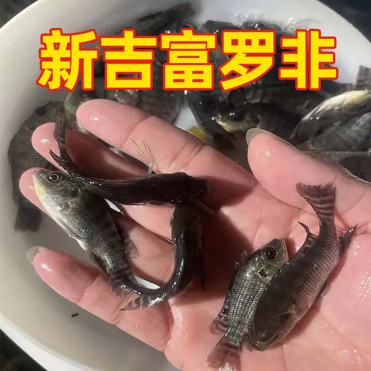 广东脆肉罗非新吉富罗非淡水活体不挑水质易养殖