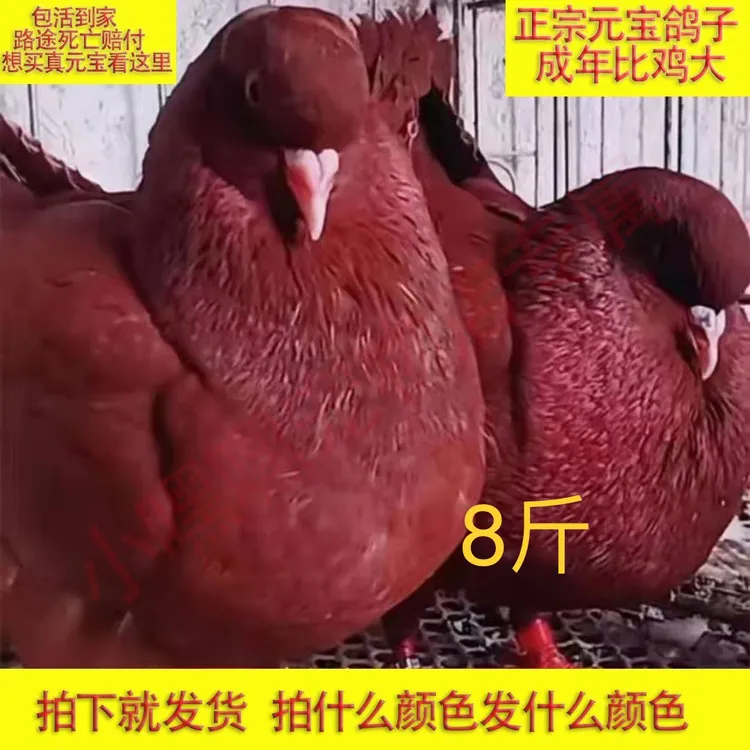 元宝鸽正宗元宝鸽大体元宝鸽公斤鸽观赏鸽种鸽一对纯种元宝粮食