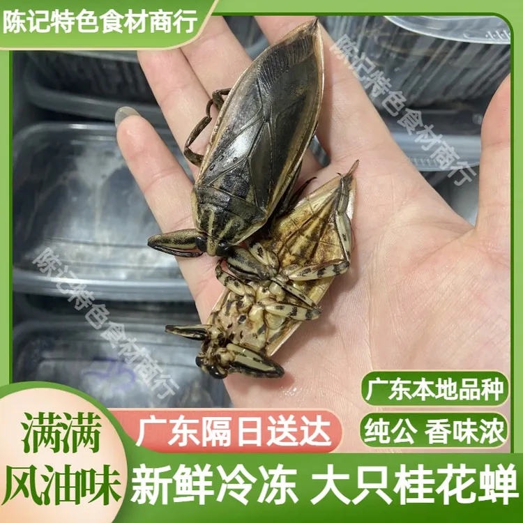 广东货活体速冻进口品种桂花蝉大种桂花蝉水蟑螂大天鳖蝽水知了