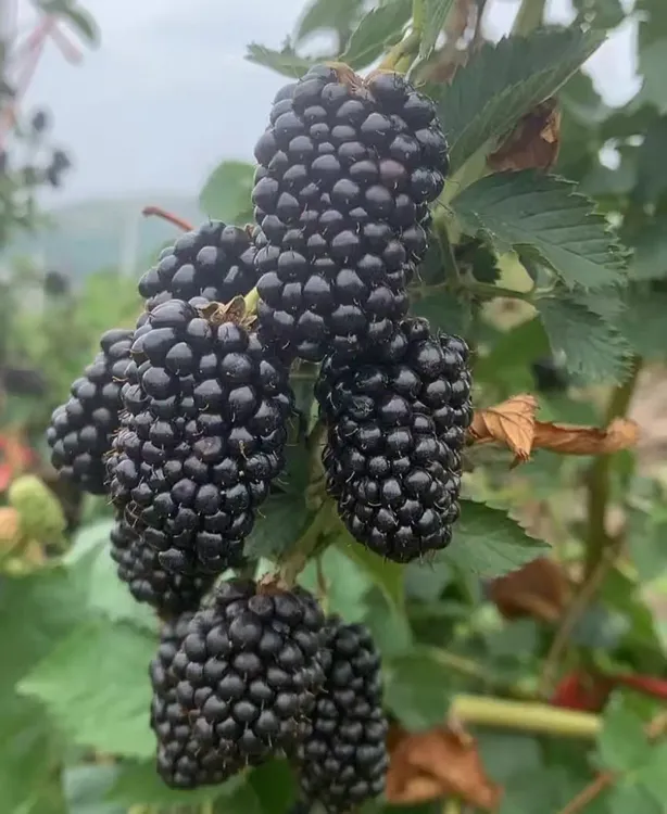 153福瑞达黑莓福利款