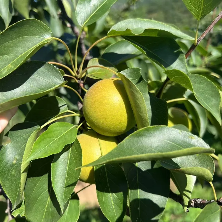 鞍山特产南果梨家庭装